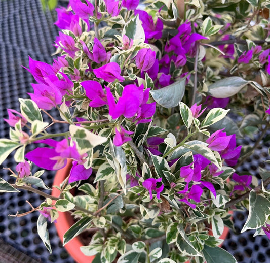 Blueberry Ice Bougainvillea Variegata (0.5m)