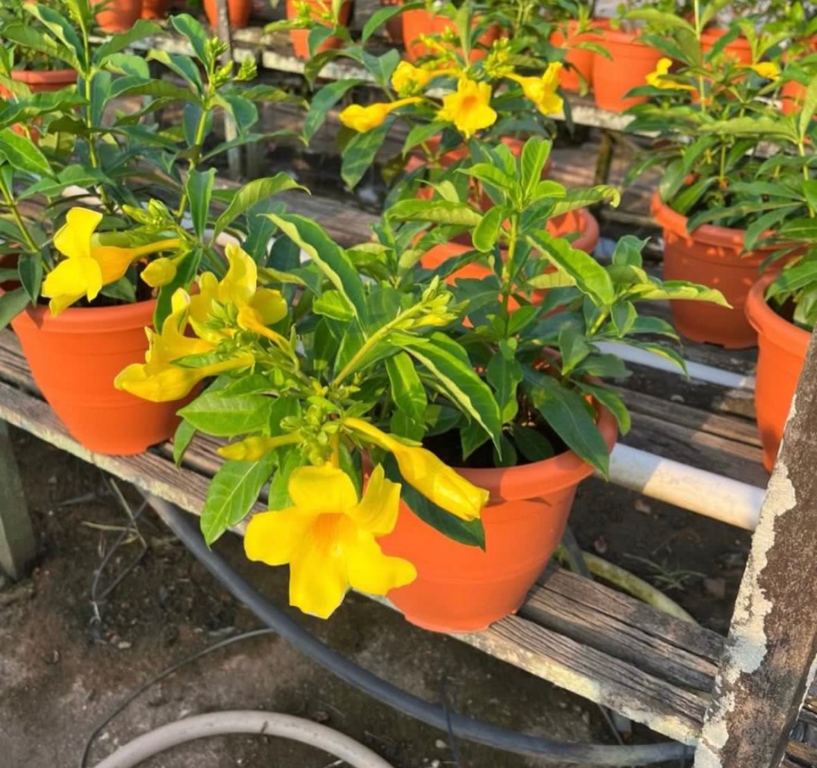 Allamanda Cathartica L., Golden Trumpet (0.5m)