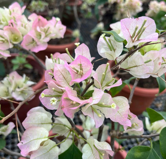 Bougainvillea 'Elizabeth Doxey' (0.6m)