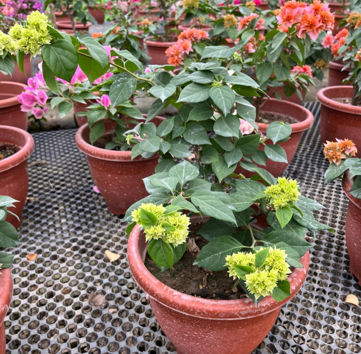 Bougainvillea Double White (0.55m)