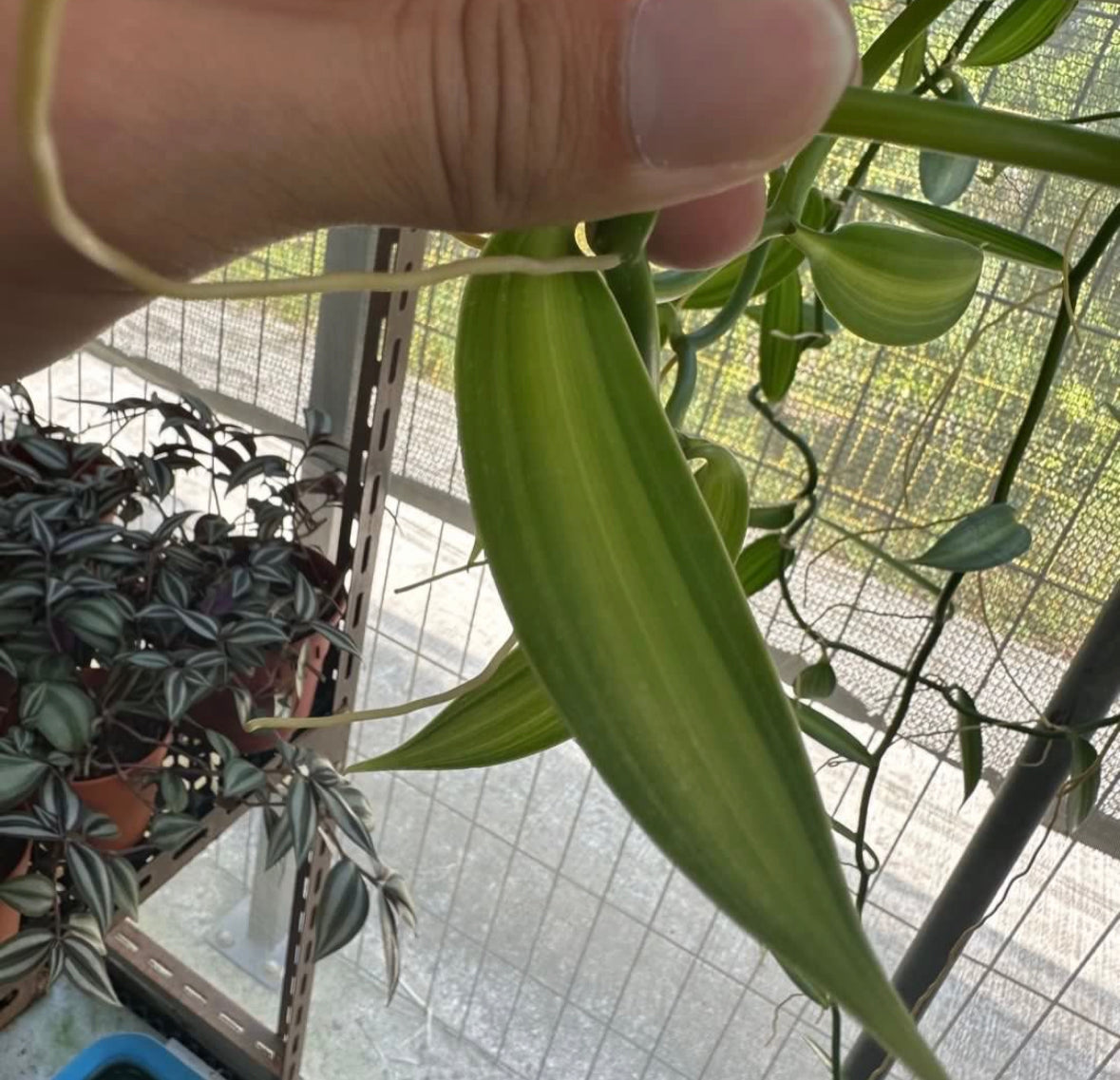 Variegated Vanilla Planifolia Andrews (1m)