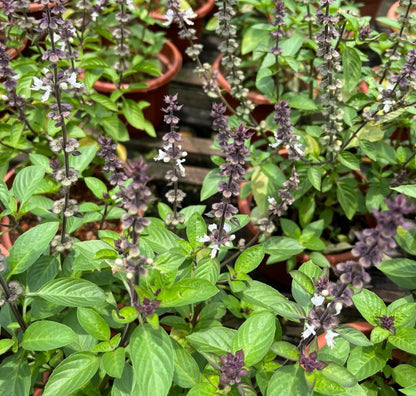 Ocimum Basilicum, Thai Basil (0.35m)