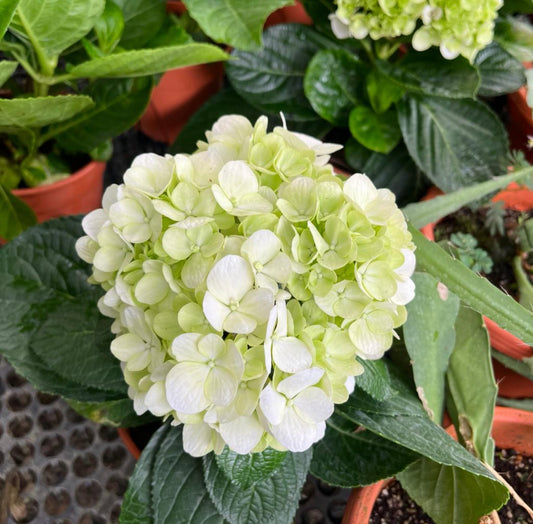 Hydrangea Macrophylla, Snowball Flower (0.35m)