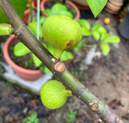 Ficus Carica, Taiwan Golden Fig (0.7m)