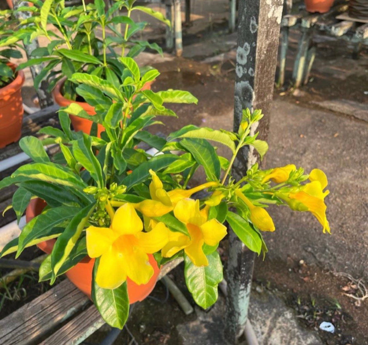 Allamanda Cathartica L., Golden Trumpet (0.5m)