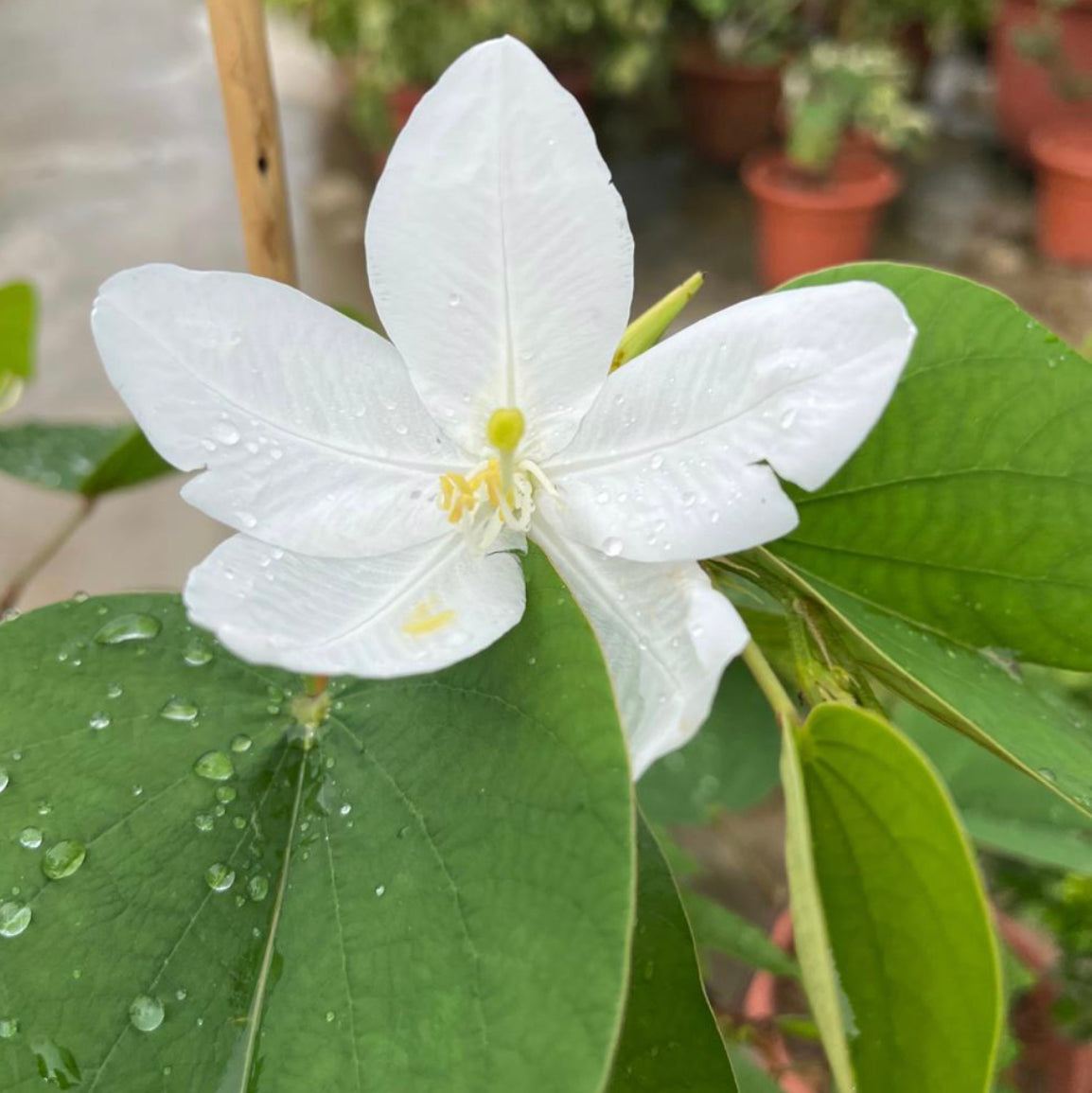 Bauhinia Acuminata , Snowy Orchid Tree (0.8m)