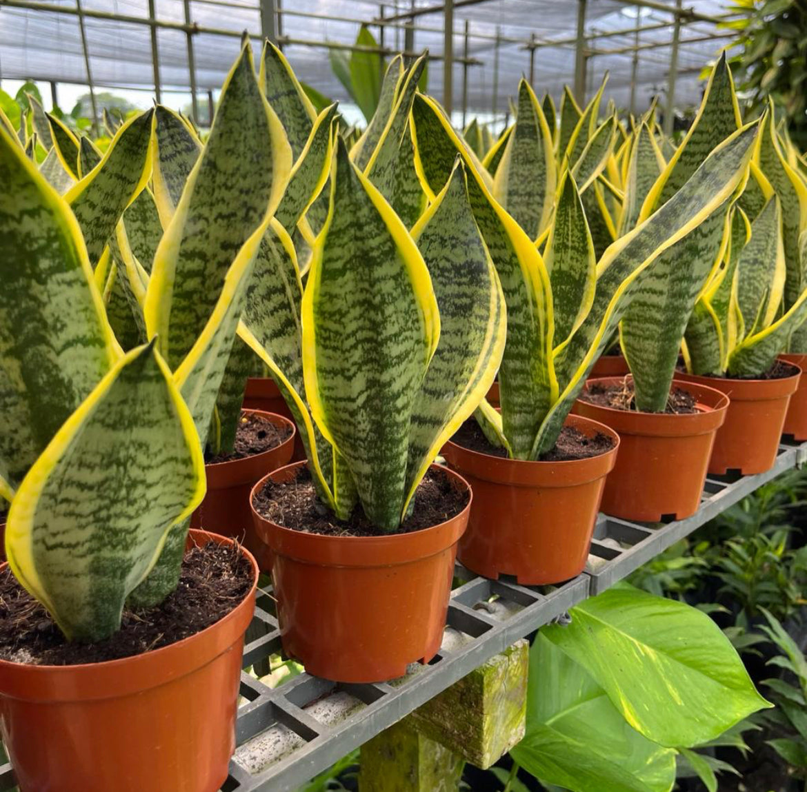 Dracaena Trifasciata 'Laurentii', Mother-In-Law's Tongue, Snake Plant (0.3m)