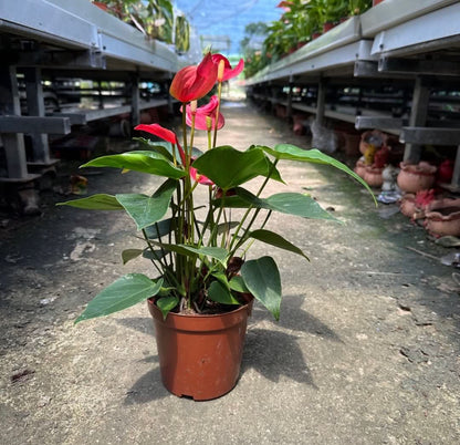 Anthurium Red (0.3m)