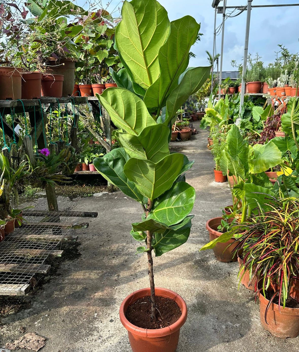 Ficus Lyrata (1m)