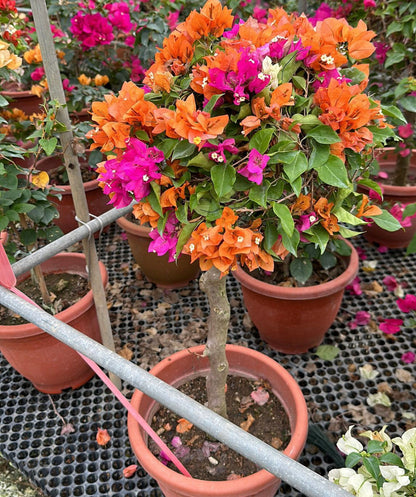 Multi-Grafted Bougainvillea (0.80m)