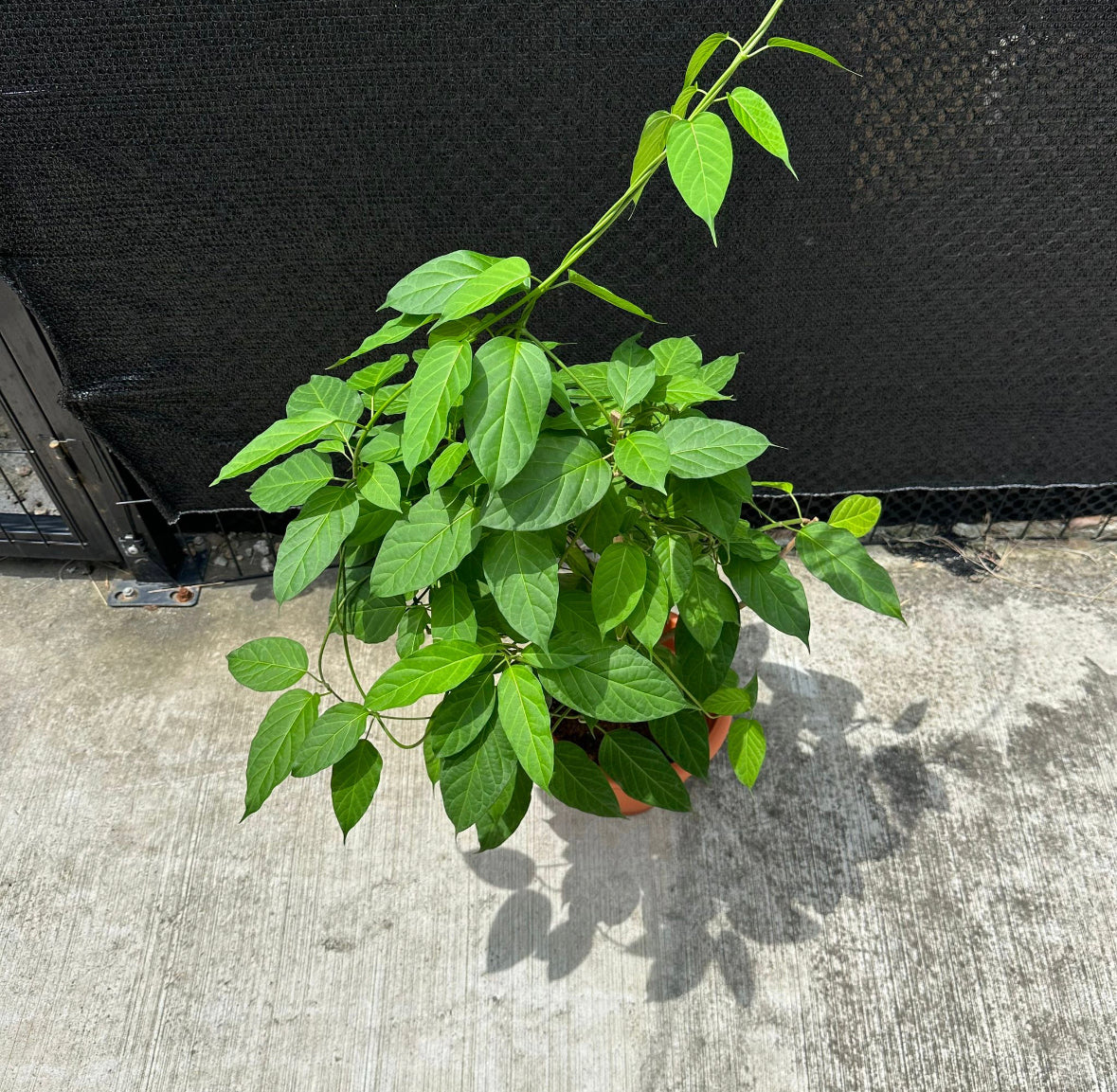 Stephanotis Volubilis, Madagascar jasmine (0.6m)