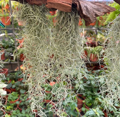 Tillandsia Usneoides, Spanish Moss (0.3m)