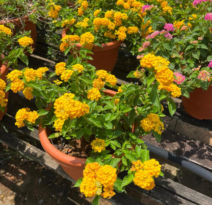 Lantana Camara, Lantana Yellow (0.5m)