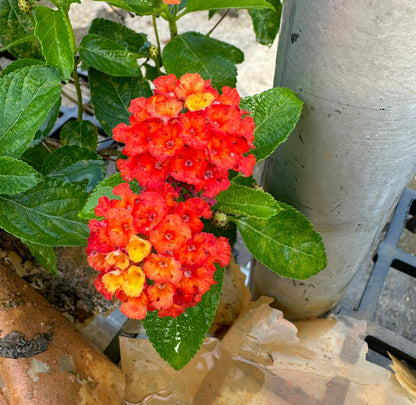 Bundle Of 5 - Assorted Lantana In Bag (0.3m)