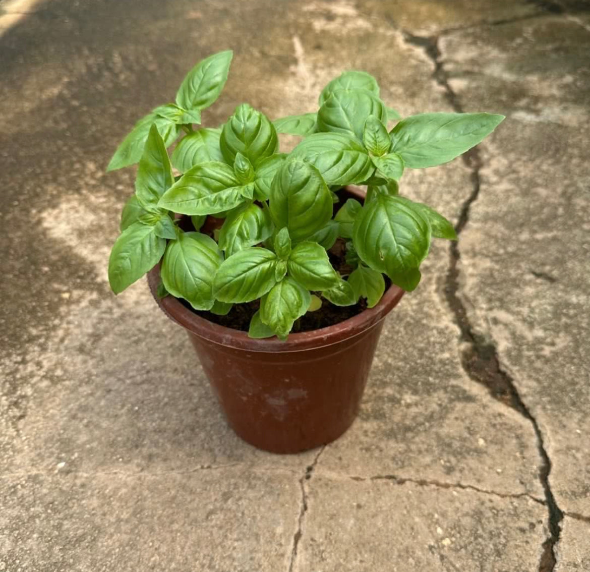 Ocimum Basilicum, Sweet Basil (0.2m)