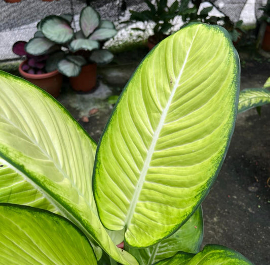 Dieffenbachia 'Camilla' (0.5m)