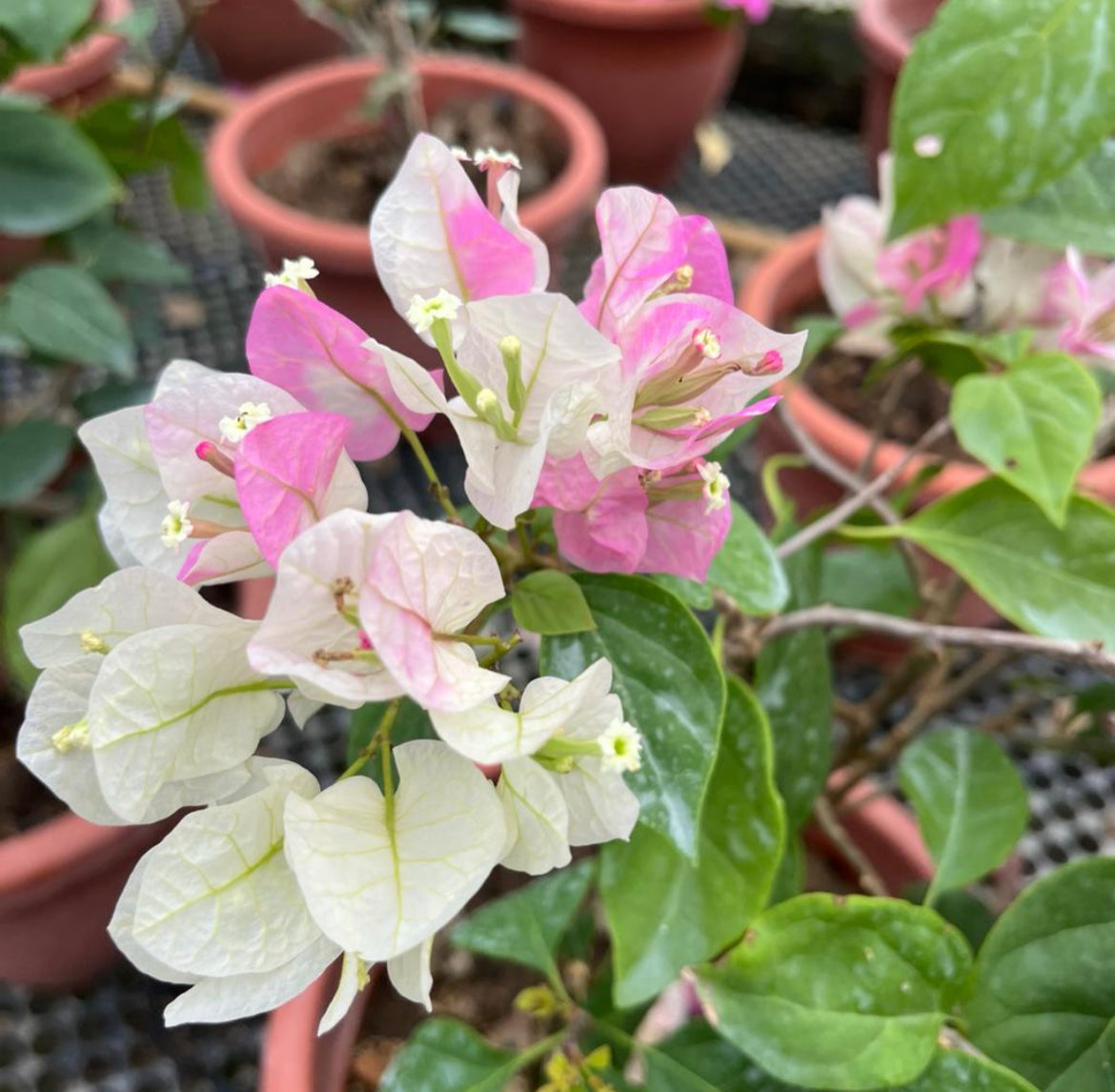 Bougainvillea 'Elizabeth Doxey' (0.6m)