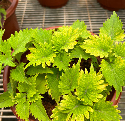 Coleus Green with Yellow (0.25m)