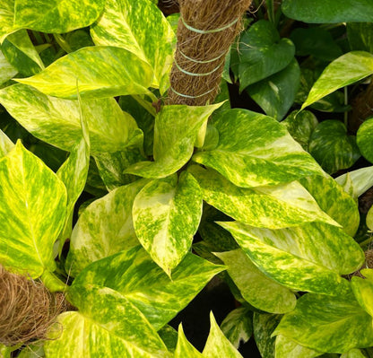 Epipremnum Aureum, Money Plant, Devil's Ivy (0.3m)