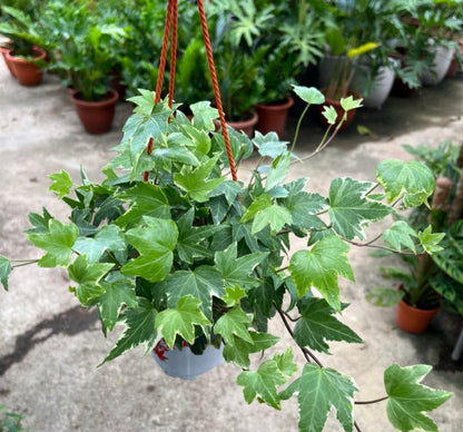 Hedera Helix, English Ivy (0.25m)