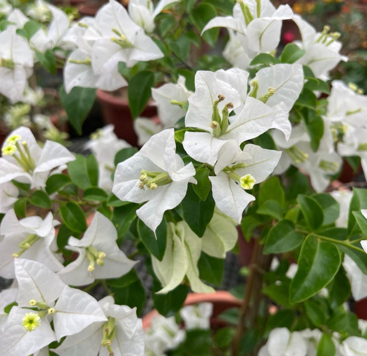 Bougainvillea Glabra 'Alba' (0.6m)