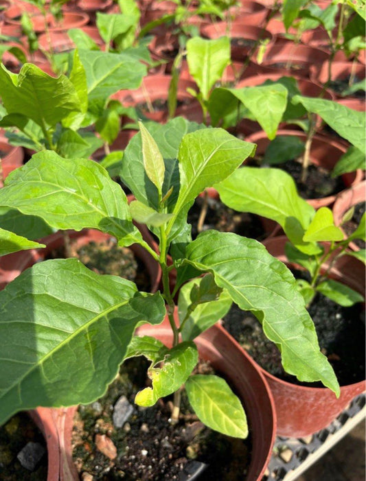 Aegle Marmelos, Bael Leaf (0.3m)