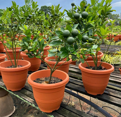 Citrus Aurantiifolia, Lime (0.6m)