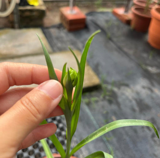 Agave Amica 'The Pearl', Double Pearl Tuberose Plant (0.4m)