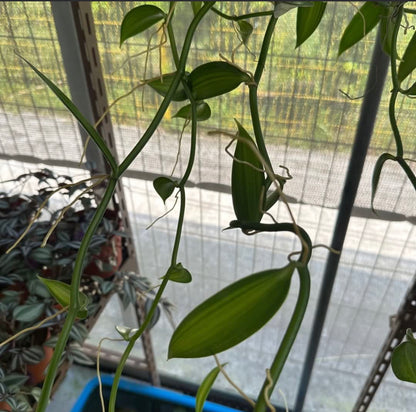 Variegated Vanilla Planifolia Andrews (1m)