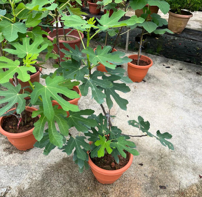 Ficus Carica, Taiwan Golden Fig (0.7m)