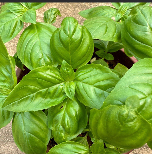 Ocimum Basilicum, Sweet Basil (0.2m)