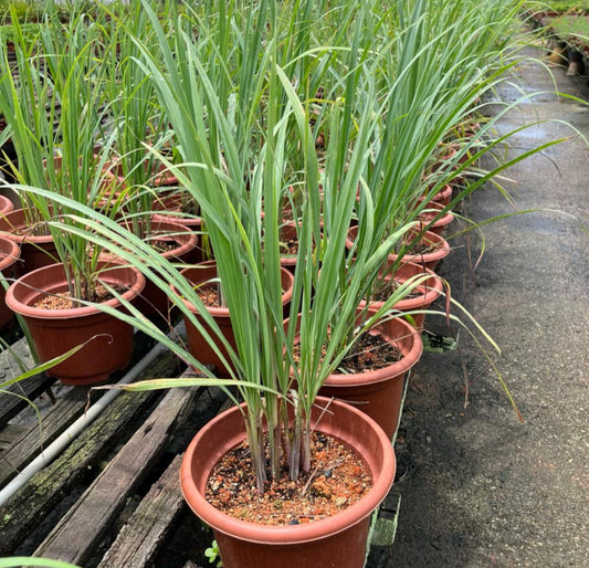 Cymbopogon Citratus, Lemon Grass (0.6m)