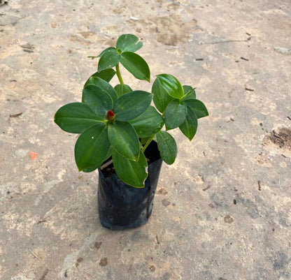 Bundle Of 5 - Costus Woodsonii In Bag (0.3m)