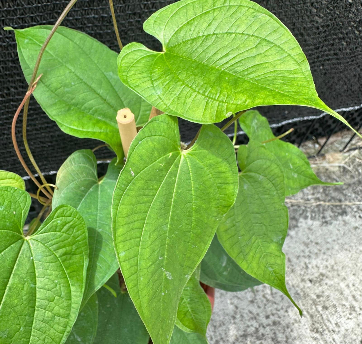 Dioscorea Bulbifera, Air Potato, Bitter Yam (0.6m)