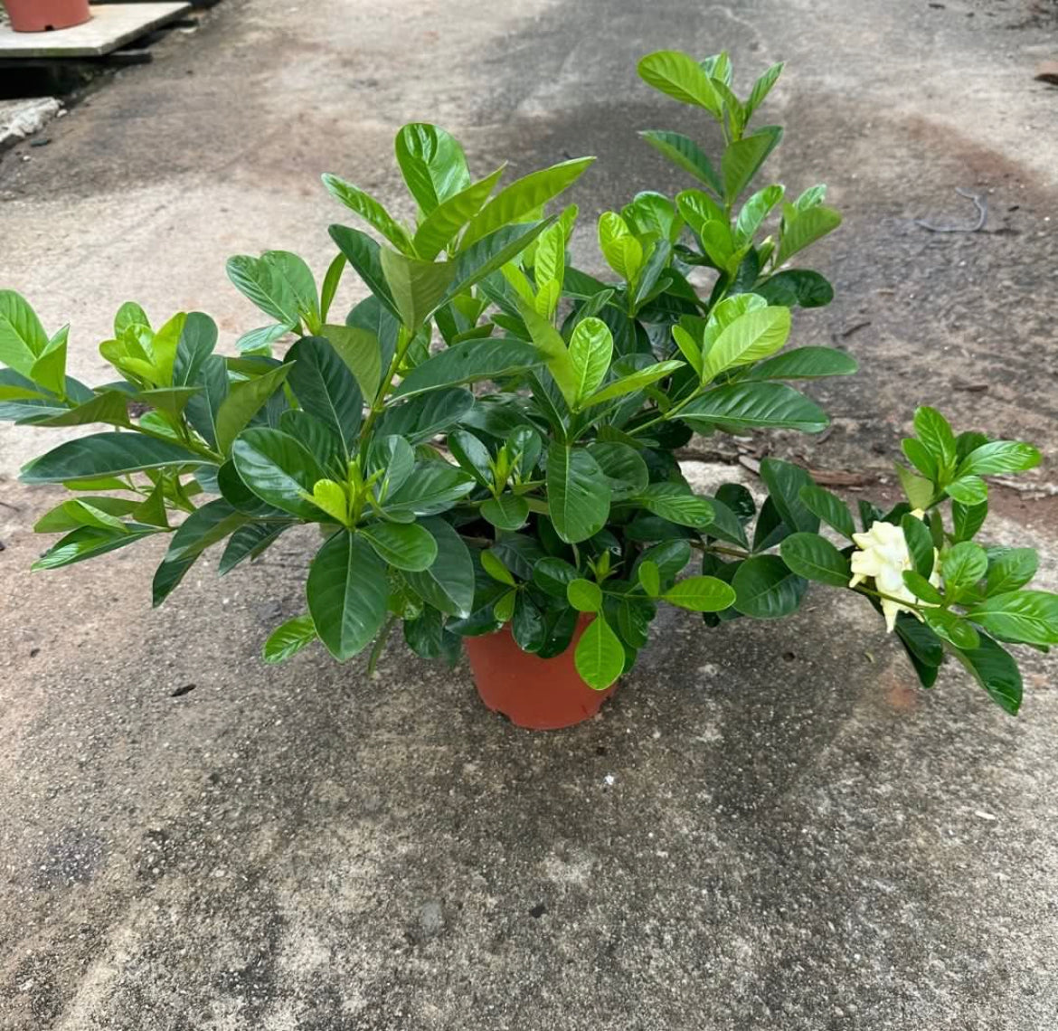 Gardenia (0.4m)