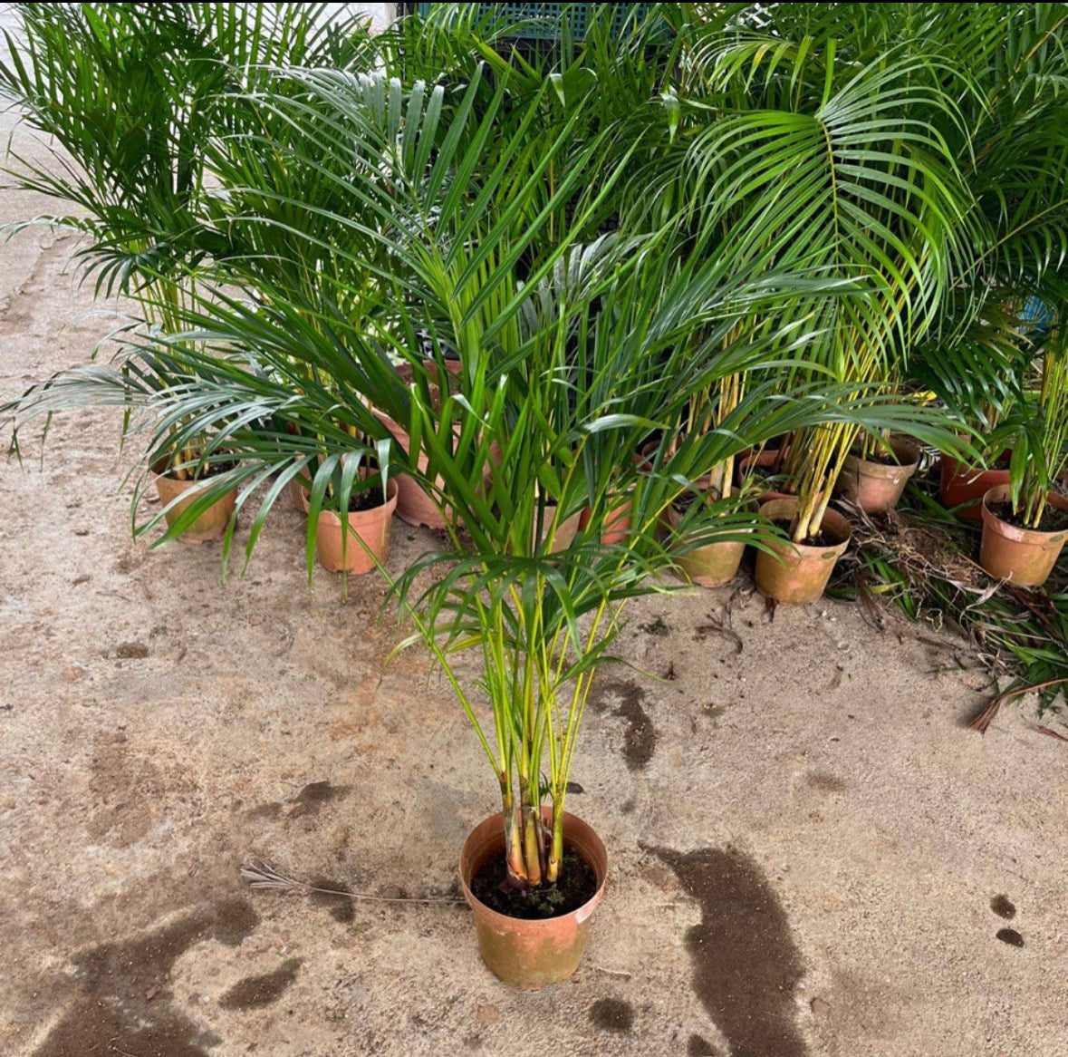 Dypsis Lutescens, Yellow Palm (0.8m)