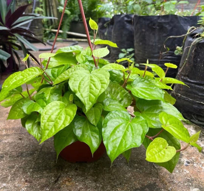 Betel Pepper Plant (0.3m)