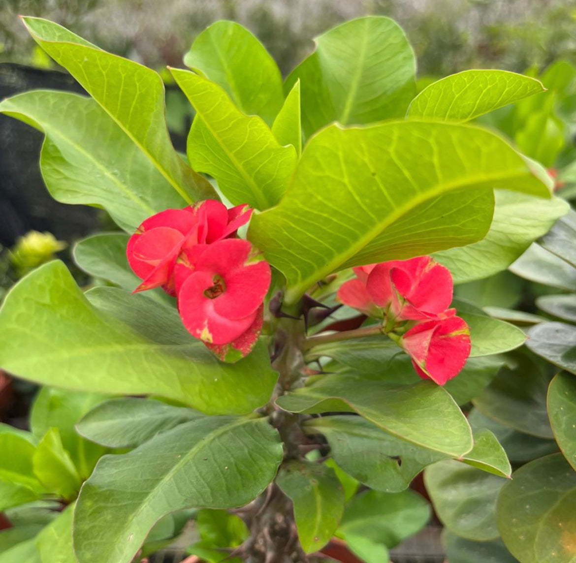 Euphorbia Milii, Red Crown Of Thorns  (0.3m)