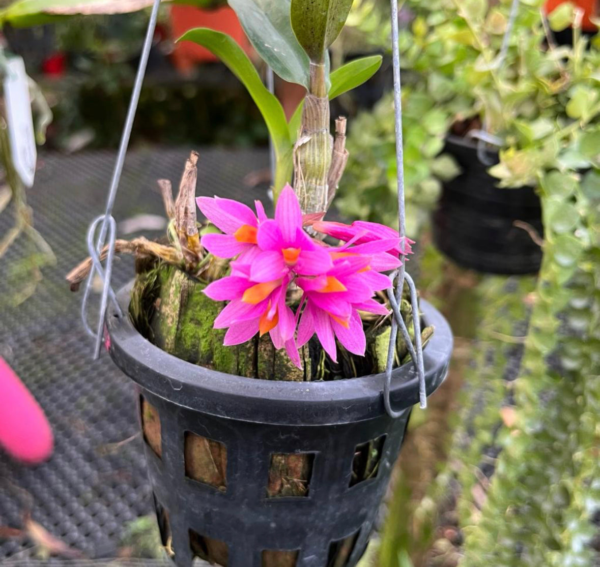 Dendrobium Hibiki (Dendrobium Bracteosum x Dendrobium Laevifolium) (0.2m) (Hanging)