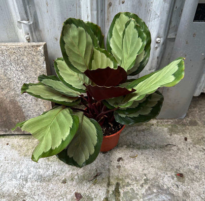 Calathea Roseopicta 'Corona' (0.3m)