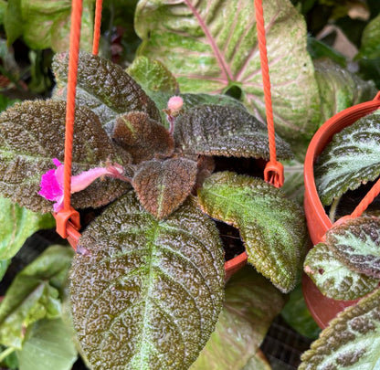 Episcia Cupreata (0.2m)