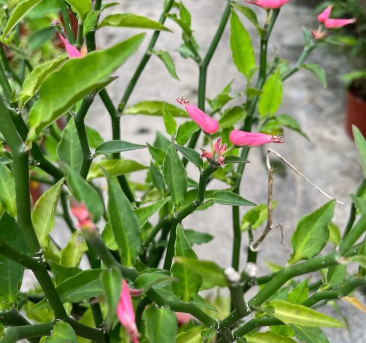 Euphorbia Tithymaloides, Redbird Flower (0.6m)