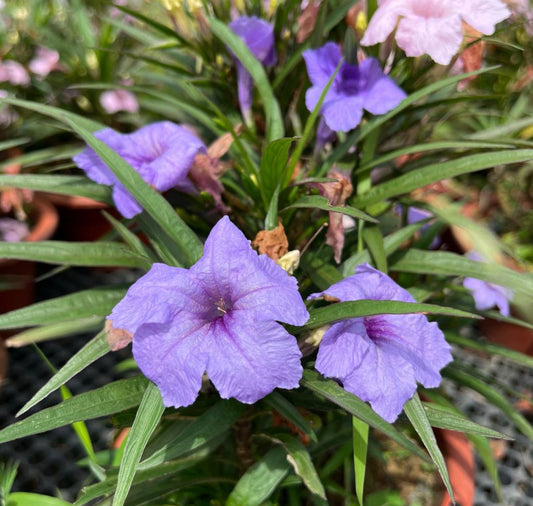 Ruellia Simplex 'Katie' (0.2m)