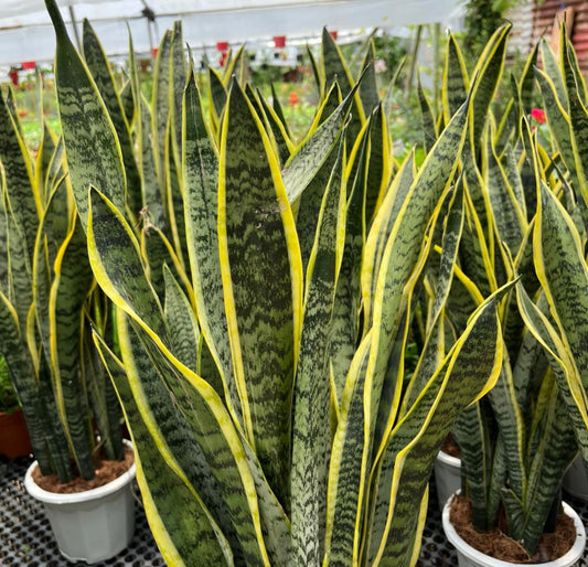 Dracaena Trifasciata 'Laurentii', Mother-In-Law's Tongue, Snake Plant (0.7m)