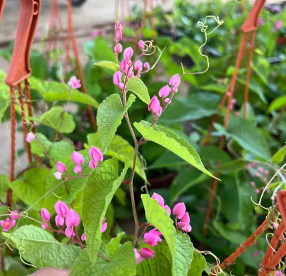 Coral Vine (0.4m) (Hanging)