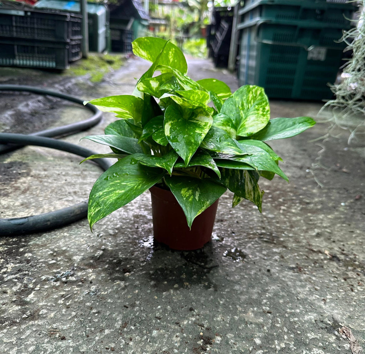 Bundle Of 2 - Money Plant (0.2m)