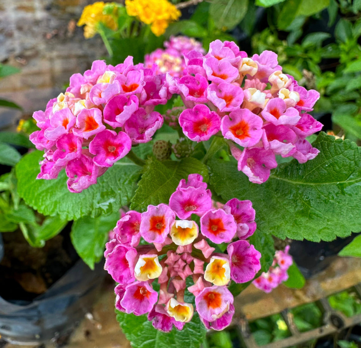 Bundle Of 5 - Assorted Lantana In Bag (0.3m)