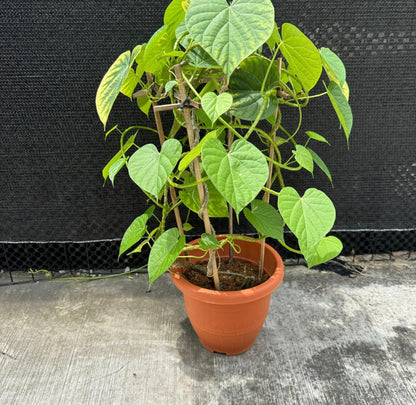 Tinospora Cordifolia, Guduchi, Giloy (0.60m)