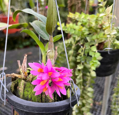 Dendrobium Hibiki (Dendrobium Bracteosum x Dendrobium Laevifolium) (0.2m) (Hanging)