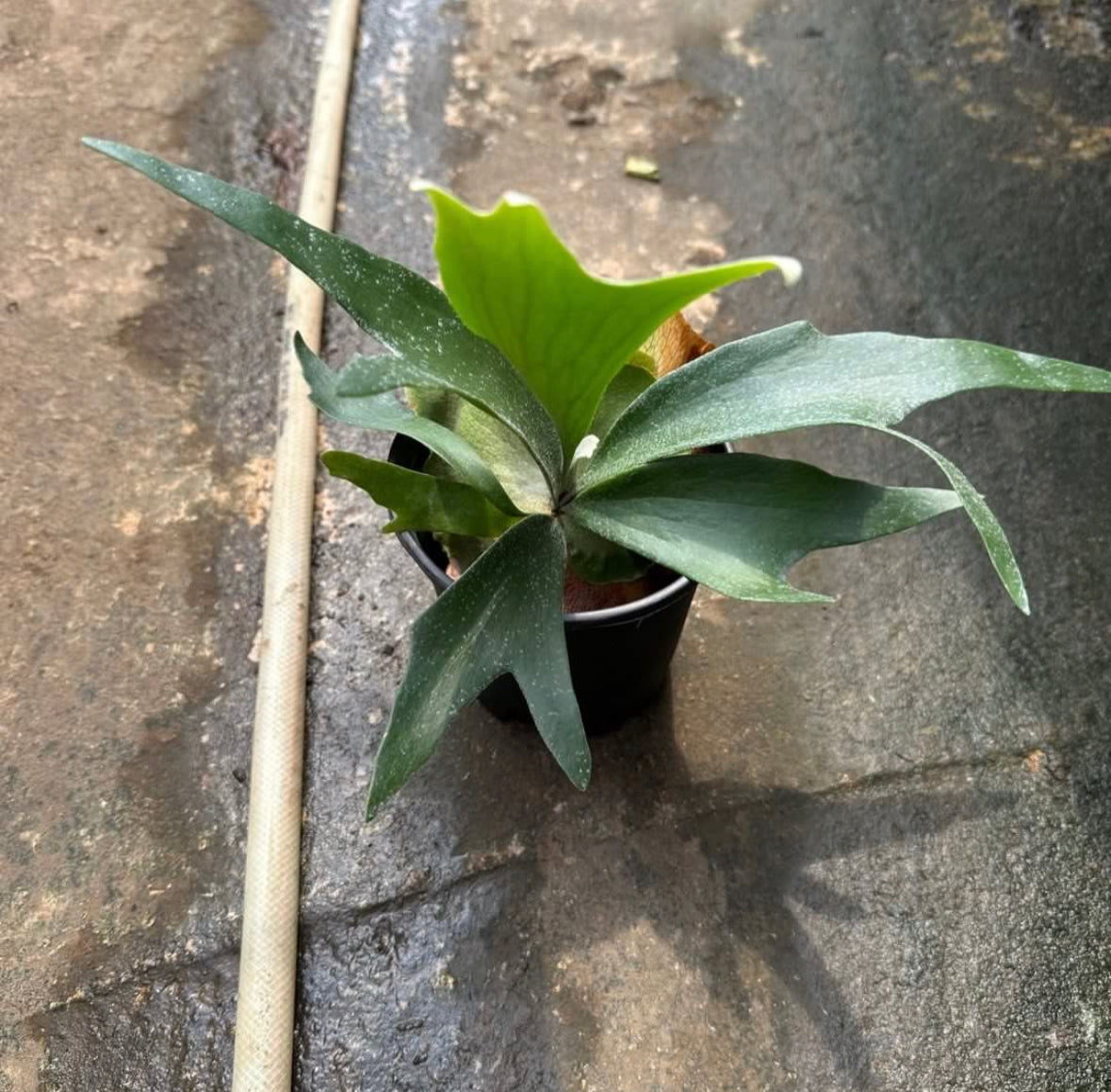 Staghorn Fern (0.25)